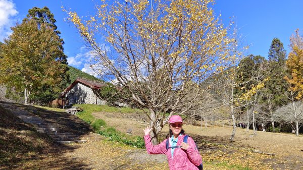 (姨婆趴趴走)第三十四集:台中武陵農場一日遊  觀賞楓紅、銀杏、落羽松、萬壽菊之美2376092