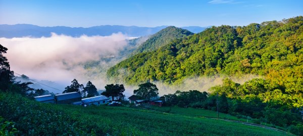 雲山水花鳥蝶-天龍國阿伯的日常 #艷紅鹿子百合 #大鳳蝶 #玉帶鳳蝶2863914