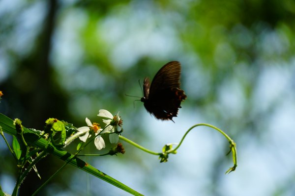 埔里彩蝶瀑布之國姓鄉眉冷山及糯米橋1466205