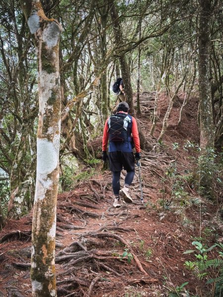 高島P型縱走-夢幻的杉林營地3012442
