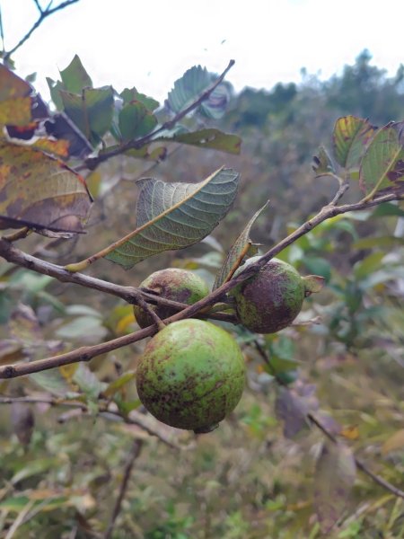 恆春大縱走連走白沙彌山出呆風草原2991463