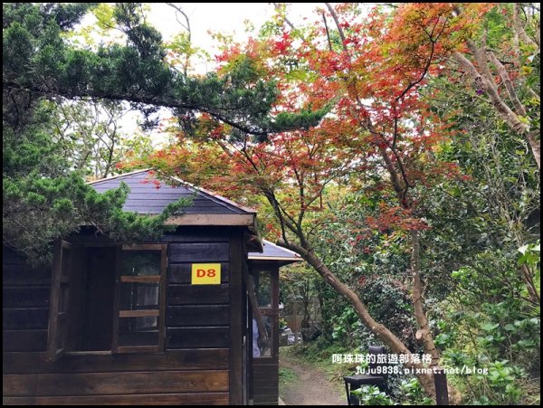 台北奧萬大樂活莊園。春天的楓好紅934431