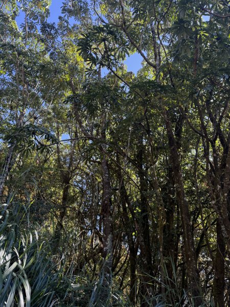 1141215大塔山步道2996130