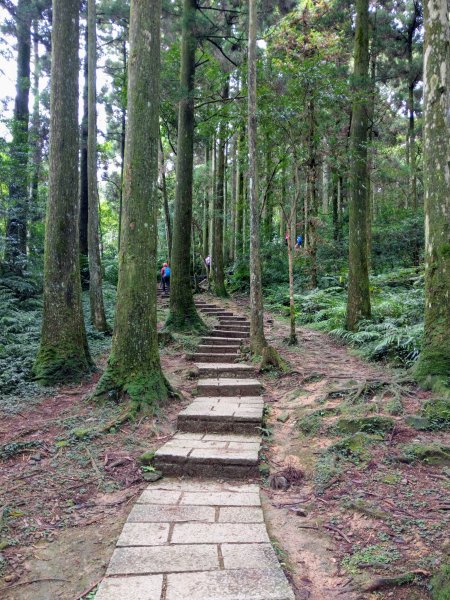 東眼山(小百岳#22)自導式步道 (2020/9/26)1429555