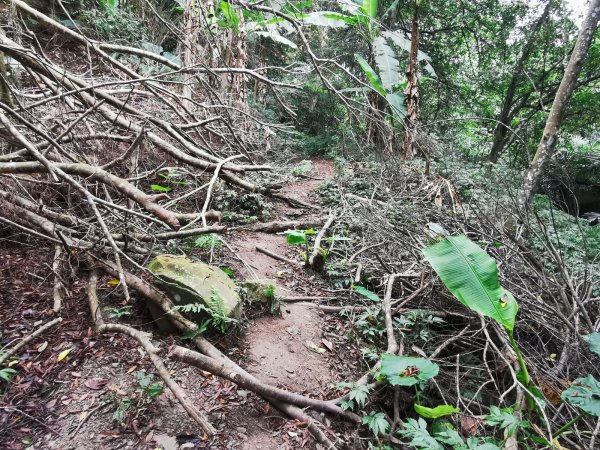 步道巡訪員 l 鳥嘴山步道11月巡訪日誌1161279