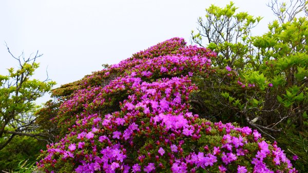 南九州－韓國岳,白鳥山3063950