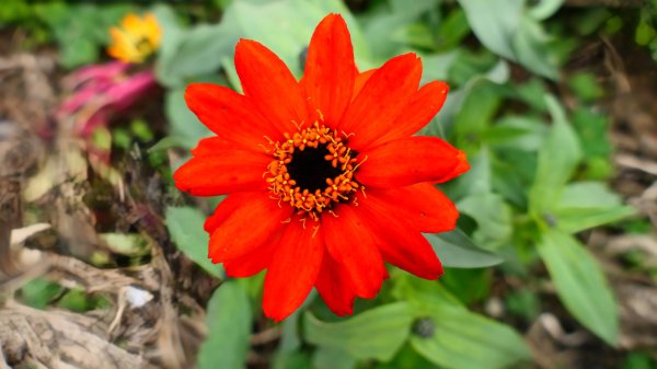 《蝶戀花。五色春深》2731648