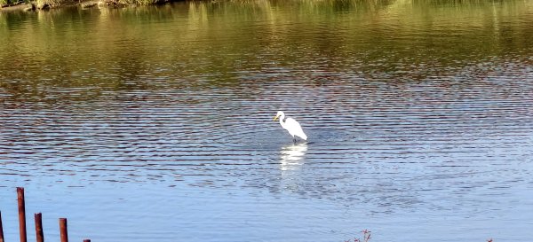 2025/11/15-龍昇湖環湖步道2939290
