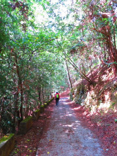 深秋武陵農場之旅（1）桃山瀑布步道447263