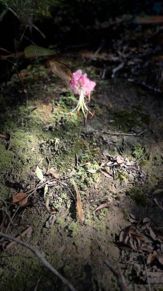 岩壁上的花、艷紅鹿子百合（12868970