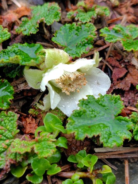稍來小雪山國家步道、船型山、鞍馬山、鞍馬山東北峰、天池、雪山神木2799767
