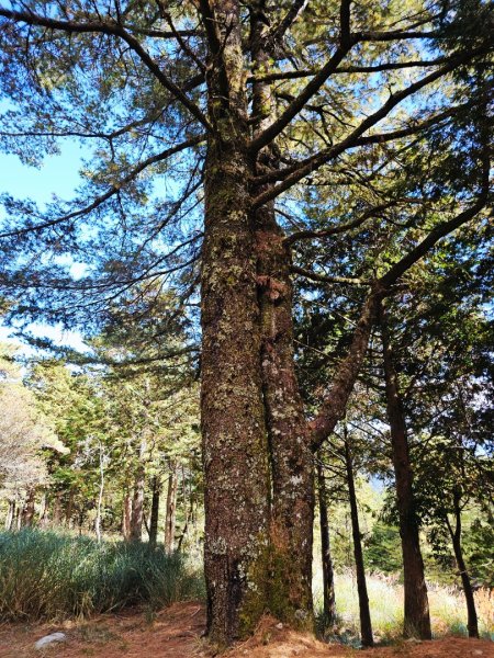 大雪山神木步道2962639