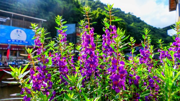 筆架山越嶺2918219