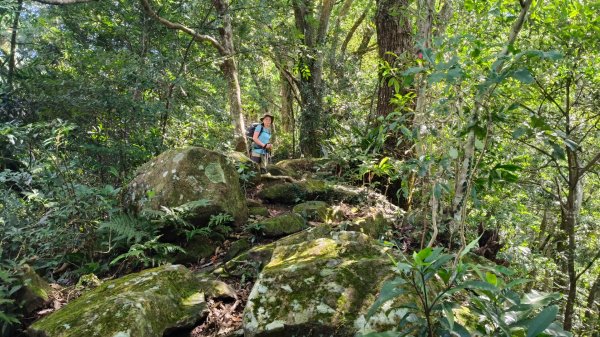 外鳥嘴蓮包山O縱2893173