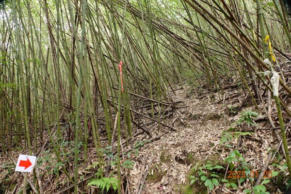 苗栗 南庄 鹿山、鹿坑山2001835