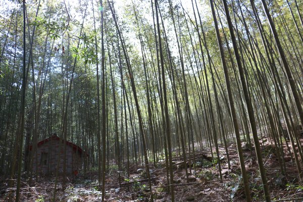 【台中。和平】森呼吸。 八仙山國家森林遊樂區 步道群