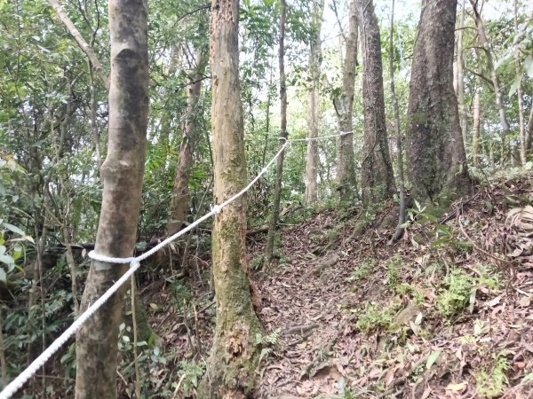 雙溪區打鐵寮山-鶯子嶺-坪溪山-烏山63號-烏山越嶺古道(坪溪山北峰)P字走3023722