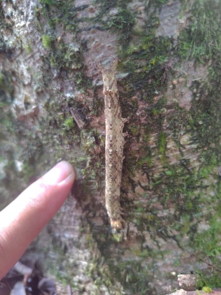 關頭山 舊武界越山 巴蘭山2892110