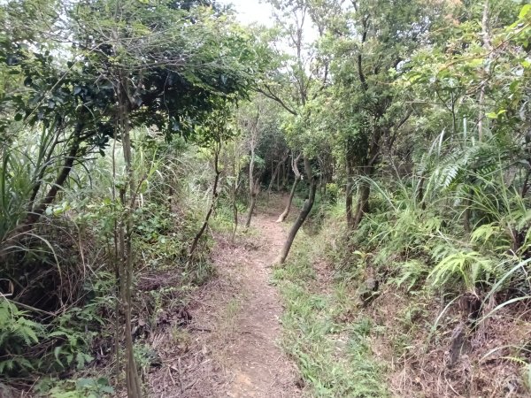 內湖區大丘田保甲路+開眼山+白石湖山+白石湖山東峰+大邱田山+消防山O型2858928