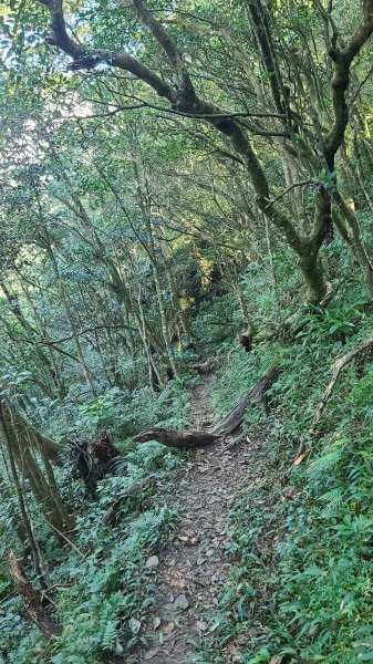 2023-1210 金面大觀 圓通寺 鵲子山 O型2373385