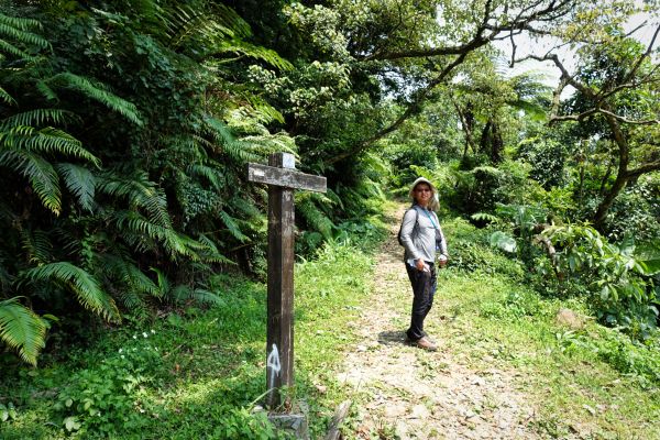 新山夢湖。五指山古道O型20180524338234