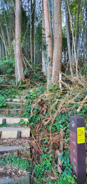 2025-01-30瑞太古道2704380