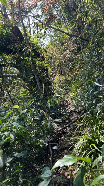 大同九分山/九份山3027607