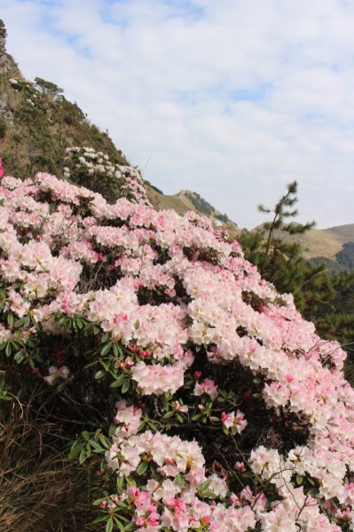 2021/04/14高山杜鵑合歡山小奇萊.7-2.81350193