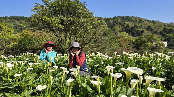 2025竹子湖海芋季美不勝收，最受歡迎的國家公園陽明山國家公園，親子皆宜，適合各式玩家2747616