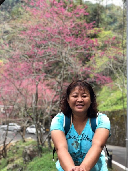 八仙山國家森林遊樂區527114