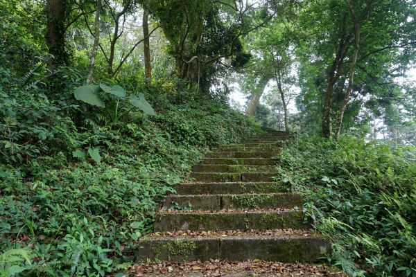 鳴鳳山古道賞桐趣328115