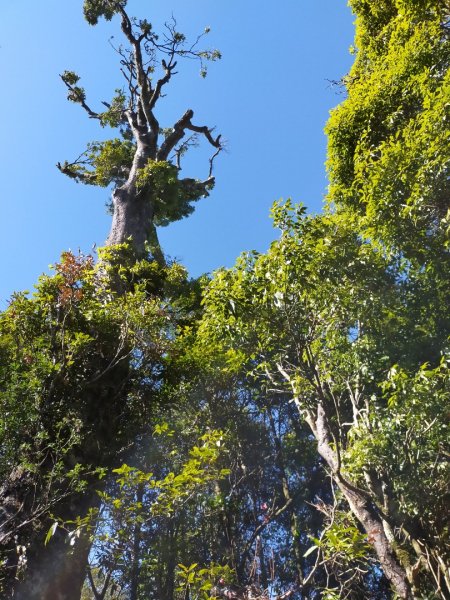 鳶嘴稍來輕鬆走806231