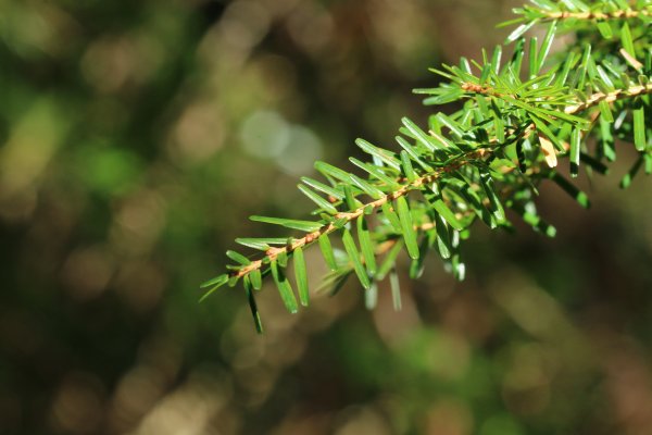 20251026合歡溪步道2927035