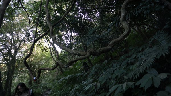 馬胎古道連走南坪古道登山健行趣(古道)1974429