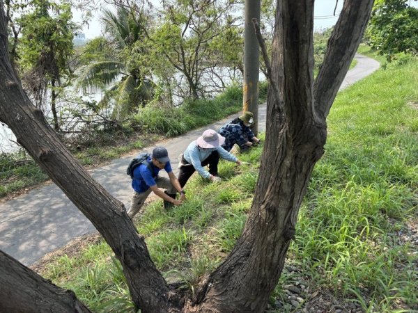 【山海圳】外來種銀合歡纏勒原生台灣楝樹 台江志工清除千株守護山海圳綠道