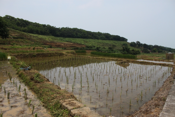 20160508新北市三芝區三生賞桐花步道90743