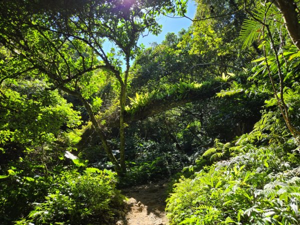 桃園石門山（小百岳）