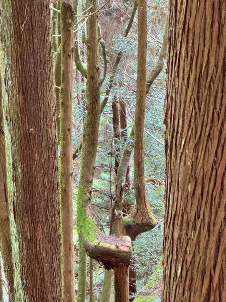 觀霧-檜山巨木群步道2925513