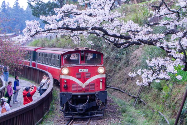 2026-03-28 阿里山3027235