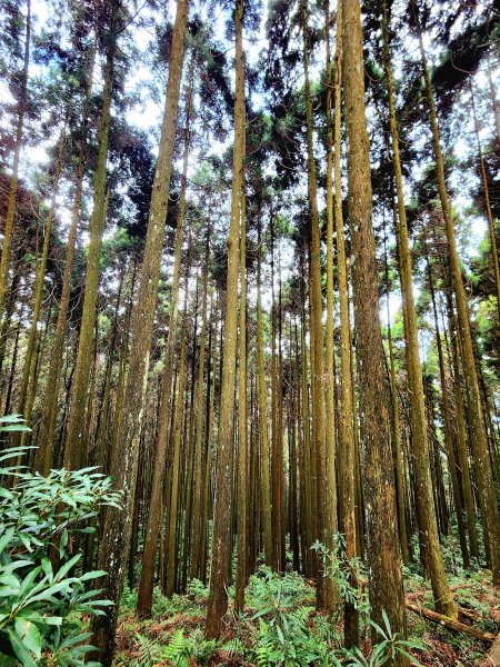 小百岳集起來-向天湖山2183011