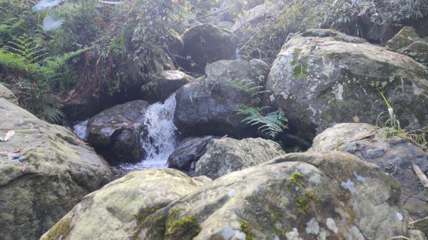 嚼嚼斯古道部落探勘鱉頭山~象山 2024年9月28日2615646