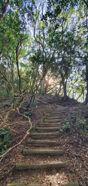 2024-03-23塔曼山登山步道2461092