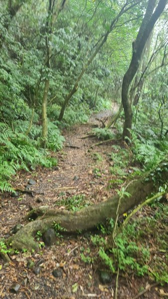 2025-01232淡蘭古道北二段(燦光寮古道到澳底)2696569