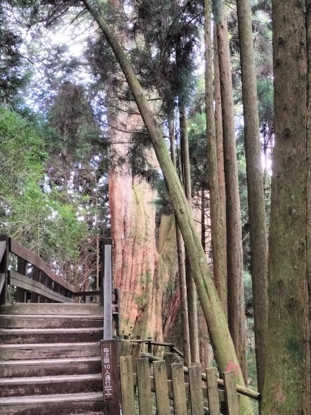 檜山巨木群步道2250308