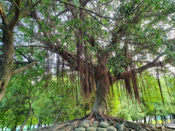 冬山河親水公園1463386