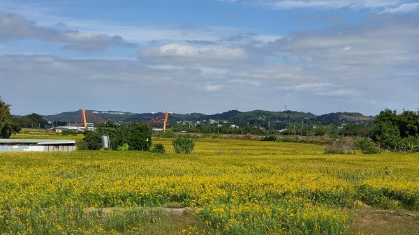 2021-028：銅鑼浪漫杭菊季暨虎頭崁山、大坑尾山、慈濟山、三義山縱走