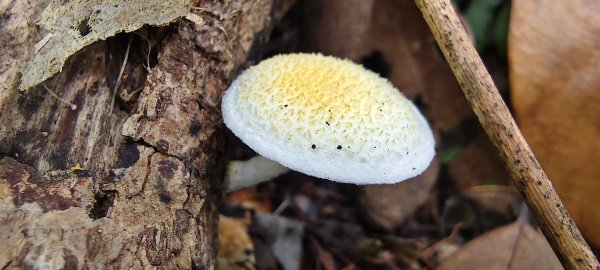 2025/05/17-凌空廊道至比麟山來回2790070