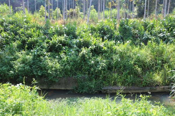 南投魚池~花茶香田園好風光~澀水田頂步道1026757