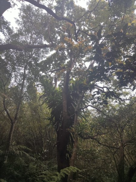 臺北大縱走第六段3025108