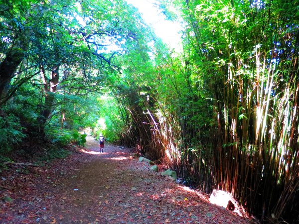 草山竹林美景療癒小徑：橫嶺古道1045573